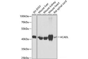 Western blot analysis of extracts of various cell lines using ACADL Polyclonal Antibody at dilution of 1:1000. (ACADL Antikörper)