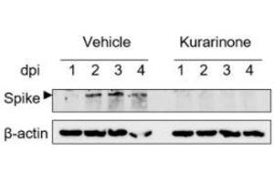 Western blot of the lysates of HCoV-OC43-infected MRC-5 cell streated with kurarinone or vehicle and evaluated at 1,2,3, and 4dpi.