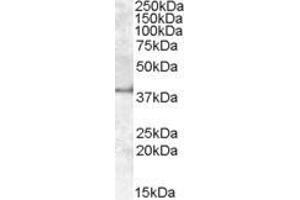 ABIN570932 (1µg/ml) staining of Human Kidney lysate (35µg protein in RIPA buffer). (APOL6 Antikörper  (Internal Region))