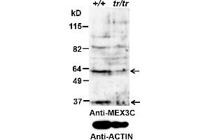 ABIN2563852 (0. (MEX3C Antikörper  (AA 541-554))