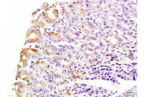 Formalin-fixed and mouse stomach tissue labeled with Anti-CK8 Polyclonal Antibody, Unconjugated  at 1:200 followed by conjugation to the secondary antibody and DAB staining (KRT8 Antikörper  (AA 51-150))