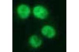 Immunofluorescence (IF) image for anti-Nuclear Mitotic Apparatus Protein 1 (NUMA1) antibody (ABIN1449239)