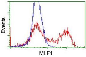 HEK293T cells transfected with either RC202774 overexpress plasmid (Red) or empty vector control plasmid (Blue) were immunostained by anti-MLF1 antibody (ABIN2455790), and then analyzed by flow cytometry. (MLF1 Antikörper)