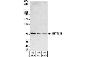 anti-Methyltransferase Like 13 (METTL13) (AA 1-50) antibody