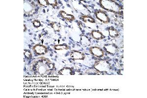 Human kidney (ATG4B Antikörper  (C-Term))