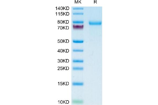 Desmoglein 2 Protein (DSG2) (AA 50-609) (His tag)