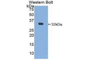 Western Blotting (WB) image for anti-E3 ubiquitin-protein ligase MIB2 (MIB2) (AA 407-663) antibody (ABIN3202299) (MIB2 Antikörper  (AA 407-663))