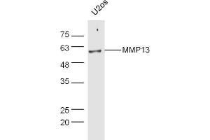 Human U2os lysates probed with Rabbit Anti-MMP13 Polyclonal Antibody, Unconjugated  at 1:5000 for 90 min at 37˚C. (MMP13 Antikörper  (AA 201-300))