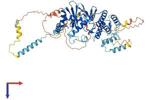RIOK1 Protein (AA 1-567) (His tag)