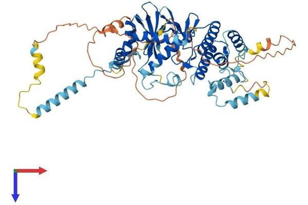 RIOK1 Protein (AA 1-567) (His tag)