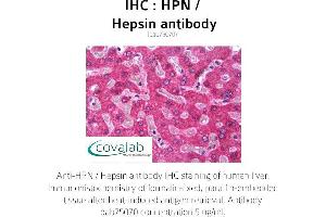 Image no. 1 for anti-Hepsin (HPN) (AA 241-260) antibody (ABIN1735563) (Hepsin Antikörper  (AA 241-260))