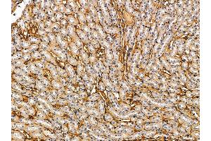 ABIN7095773 and ABIN7099835 at 1/100 staining rat liver tissue by IHC-P.