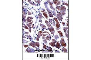DPYSL3 Antibody immunohistochemistry analysis in formalin fixed and paraffin embedded human skeletal muscle followed by peroxidase conjugation of the secondary antibody and DAB staining.