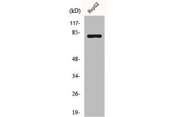 CAPN11 Antikörper  (Internal Region)