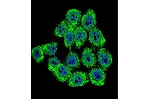 Confocal immunofluorescent analysis of Merlin Antibody (N-term) (ABIN390756 and ABIN2841014) with Hela cell followed by Alexa Fluor® 488-conjugated goat anti-rabbit lgG (green). (Merlin Antikörper  (N-Term))