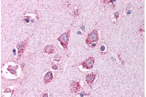 Human Brain, Cortex (formalin-fixed, paraffin-embedded) stained with HTRA2 antibody ABIN213932 at 5 ug/ml followed by biotinylated goat anti-rabbit IgG secondary antibody ABIN481713, alkaline phosphatase-streptavidin and chromogen.