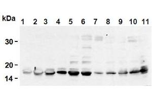 Western Blotting (WB) image for anti-Histone H2B antibody (ABIN1107547) (Histone H2B Antikörper)