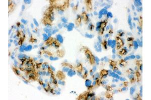 Anti- Band 3 Picoband antibody,IHC(F) IHC(F): Human Placenta Tissue