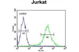 Flow cytometric analysis of Jurkat cells using PLEKHH2 Antibody (C-term) Cat.