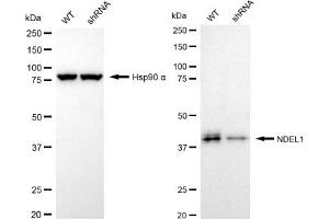 Western blotting analysis using NDEL1 antibody (ABIN7799686).