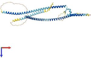 LRRFIP2 Protein (AA 1-415) (His tag)