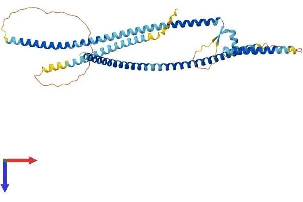 LRRFIP2 Protein (AA 1-415) (His tag)