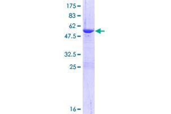 GID8/C20orf11 Protein (AA 1-228) (GST tag)