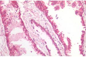 ABIN5539865 (5 μg/mL) staining of paraffin embedded Human Prostate. (MDH2 Antikörper  (AA 221-232))