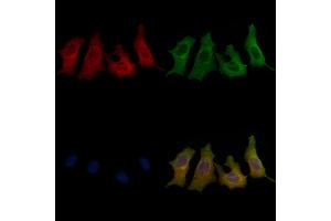 ABIN6258284 and ABIN6273886 staining HepG2 cells by IF/ICC. (GPR62 Antikörper  (C-Term))