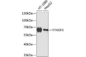 Western blot analysis of extracts of various cell lines using YTHDF3 Polyclonal Antibody at dilution of 1:1000.