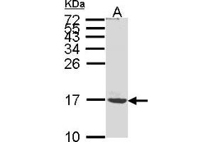 Western Blotting (WB) image for anti-ATP Synthase, H+ Transporting, Mitochondrial F0 Complex, Subunit C1 (Subunit 9) (ATP5G1) (AA 1-52) antibody (ABIN467467) (ATP5G1 Antikörper  (AA 1-52))