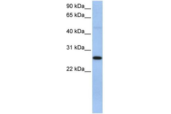 EIF4H Antikörper  (C-Term)