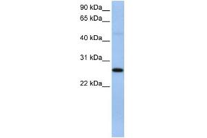WB Suggested Anti-EIF4H Antibody Titration:  0. (EIF4H Antikörper  (C-Term))