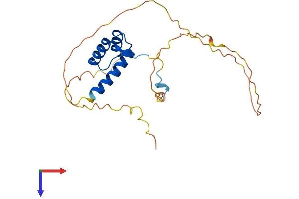 HOXB7 Protein (AA 1-217) (His tag)