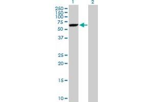 Western Blotting (WB) image for anti-DnaJ (Hsp40) Homolog, Subfamily C, Member 7 (DNAJC7) (AA 1-484) antibody (ABIN521124)