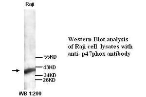 Image no. 1 for anti-Neutrophil Cytosol Factor 1 (NCF1) antibody (ABIN790886) (NCF1 Antikörper)