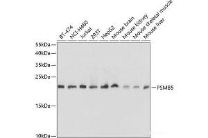 Western blot analysis of extracts of various cell lines using PSMB5 Polyclonal Antibody at dilution of 1:1000. (PSMB5 Antikörper)