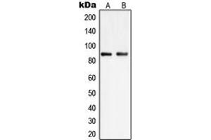 Western blot analysis of PIP5K1C expression in HEK293 (A), K562 (B) whole cell lysates.