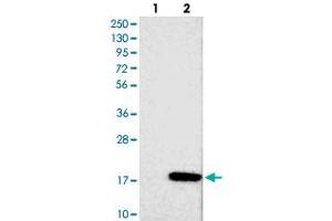Western blot analysis of Lane 1: Negative control (vector only transfected HEK293T lysate), Lane 2: Over-expression Lysate (Co-expressed with a C-terminal myc-DDK tag (~3. (FAM19A1 Antikörper)