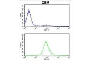 Z Antibody (C-term) (ABIN652562 and ABIN2842378) flow cytometric analysis of CEM cells (bottom histogram) coared to a negative control cell (top histogram). (MPZ Antikörper  (C-Term))