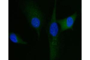 IF analysis of HGS using anti-HGS antibody (ABIN7601206). (HGS Antikörper  (AA 3-777))