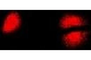 Immunofluorescence (IF) image for anti-Pterin-4 alpha-Carbinolamine Dehydratase/dimerization Cofactor of Hepatocyte Nuclear Factor 1 alpha (PCBD1) antibody (ABIN7306588)