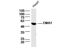 Rat heart lysates probed with OMA1 Polyclonal Antibody, Unconjugated  at 1:300 dilution and 4˚C overnight incubation. (OMA1 Antikörper  (AA 401-500))