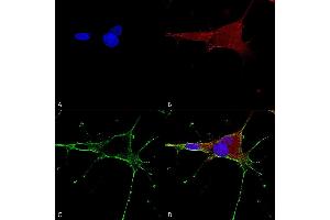 Immunocytochemistry/Immunofluorescence analysis using Mouse Anti-GluN1/NR1 Monoclonal Antibody, Clone S308-48 (ABIN2483589). (GRIN1/NMDAR1 Antikörper  (AA 42-361) (APC))