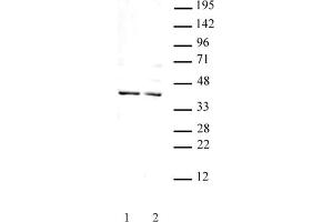 Goosecoid antibody (pAb) tested by Western blot. (GSC Antikörper  (N-Term))