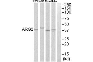Western Blotting (WB) image for anti-Arginase, Type II (ARG2) (C-Term) antibody (ABIN1850799) (ARG2 Antikörper  (C-Term))