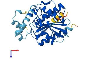 AlphaFold protein structure predicition of Mouse Recombinant Olah Protein, UniprotID Q8R197