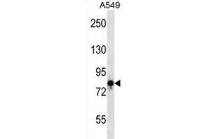 Western Blotting (WB) image for anti-Transient Receptor Potential Cation Channel, Subfamily V, Member 1 (TRPV1) antibody (ABIN2997658) (TRPV1 Antikörper)
