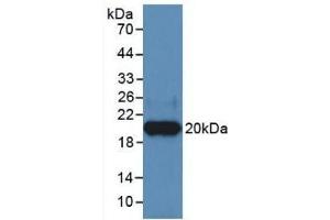 Detection of Recombinant HPA, Human using Monoclonal Antibody to Heparanase (HPSE) (HPSE Antikörper  (AA 400-543))