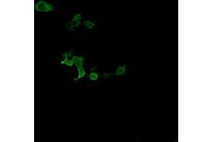 Image no. 2 for anti-Chromosome 2 Open Reading Frame 62 (C2orf62) antibody (ABIN1497054) (C2orf62 Antikörper)